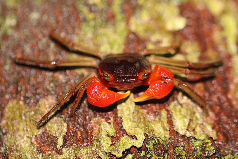 tree crab